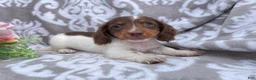 Miniature Dachshund dogs for sale: Heather - Ad 5