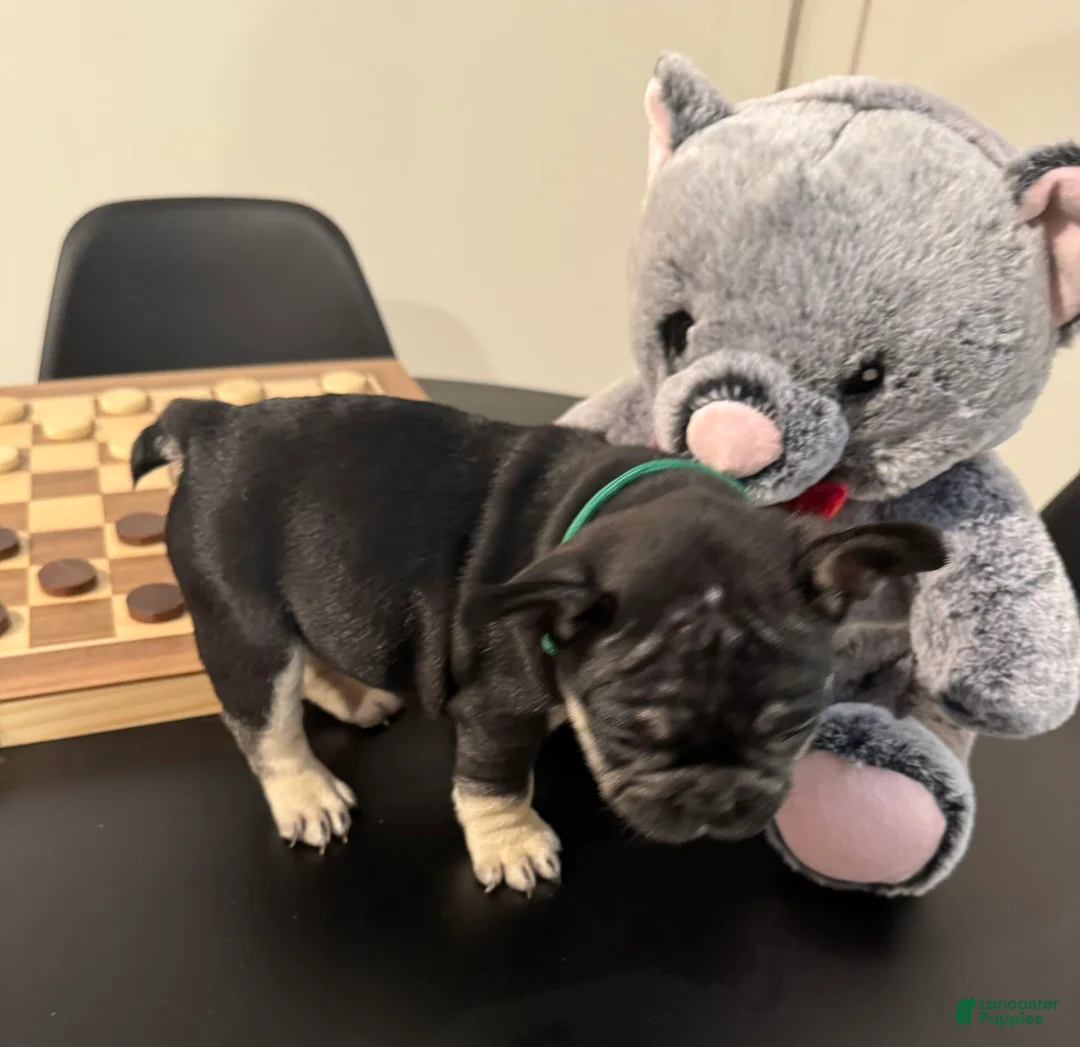 French Bulldog dogs for sale: Smokey - Ad 3