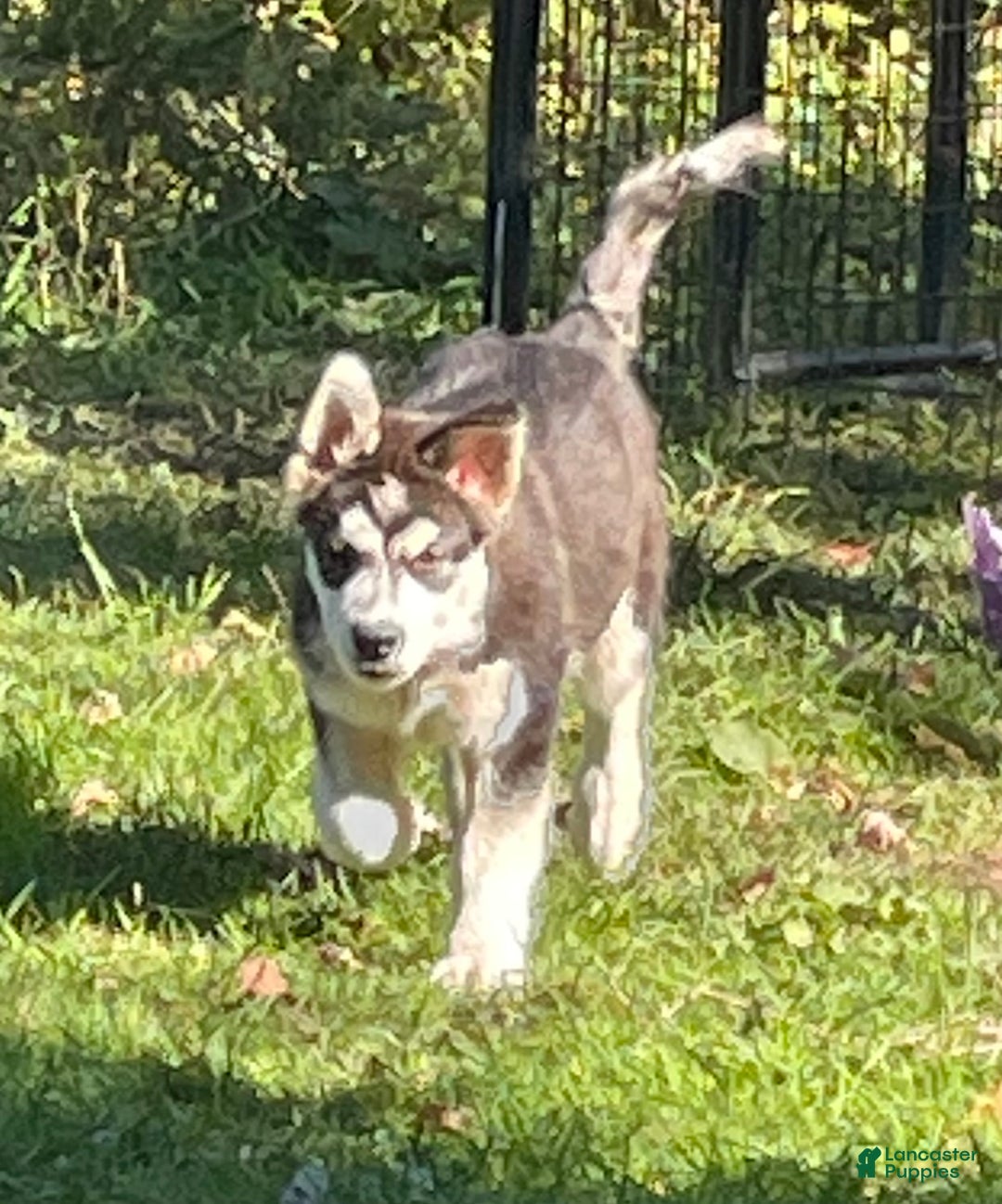 Alaskan Malamute dogs for sale: Male 1 - Ad 1