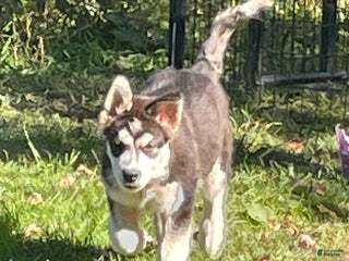 Alaskan Malamute dogs Male 1 - Ad 31