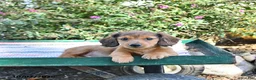 Miniature Dachshund dogs for sale: Kyle - Ad 4