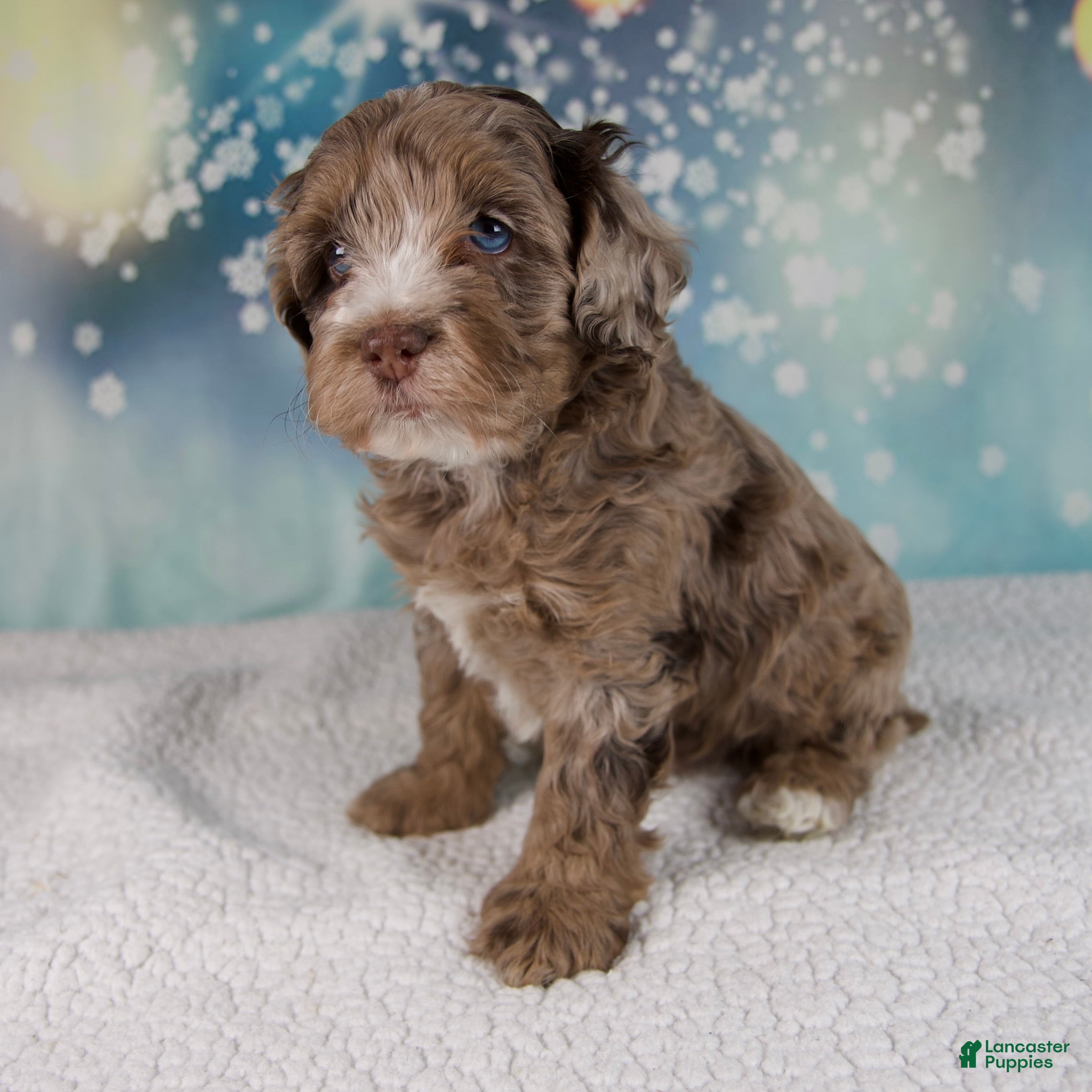 Cockapoo dogs Coco - Ad 10