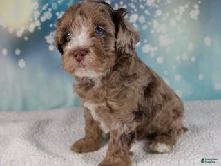 Cockapoo dogs Coco - Ad 5