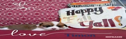 Welsh Corgi Pembroke dogs for sale: Timon - Ad 2
