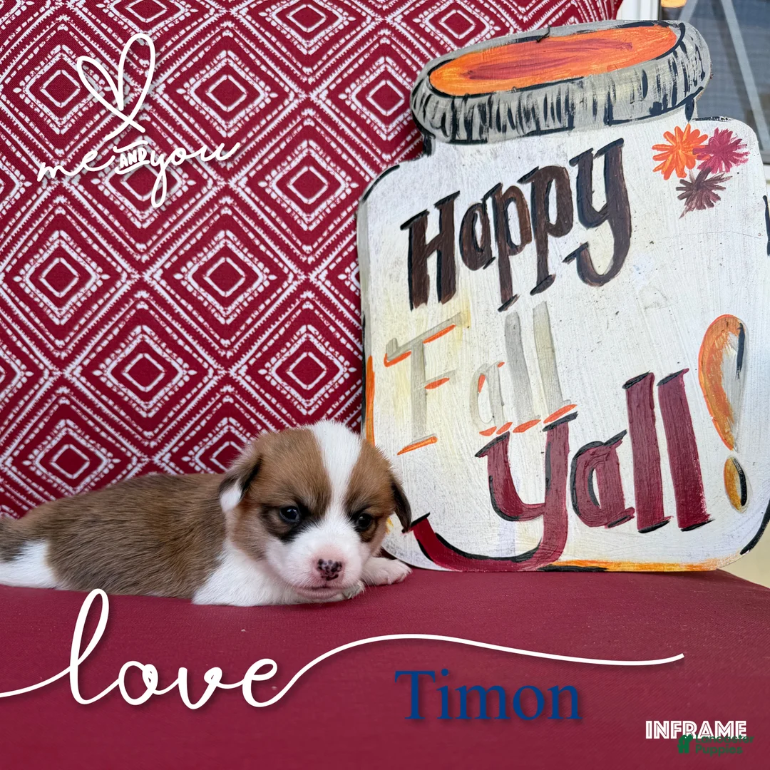Welsh Corgi Pembroke dogs for sale: Timon - Ad 2