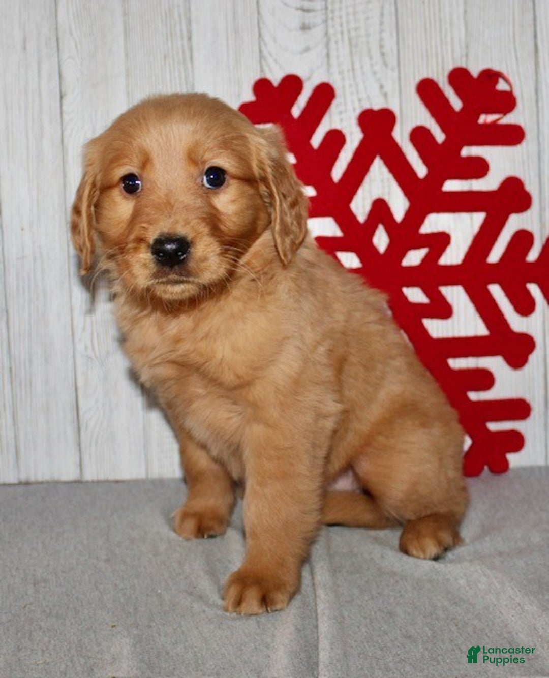 Golden Retriever dogs for sale: Patti - Ad 4