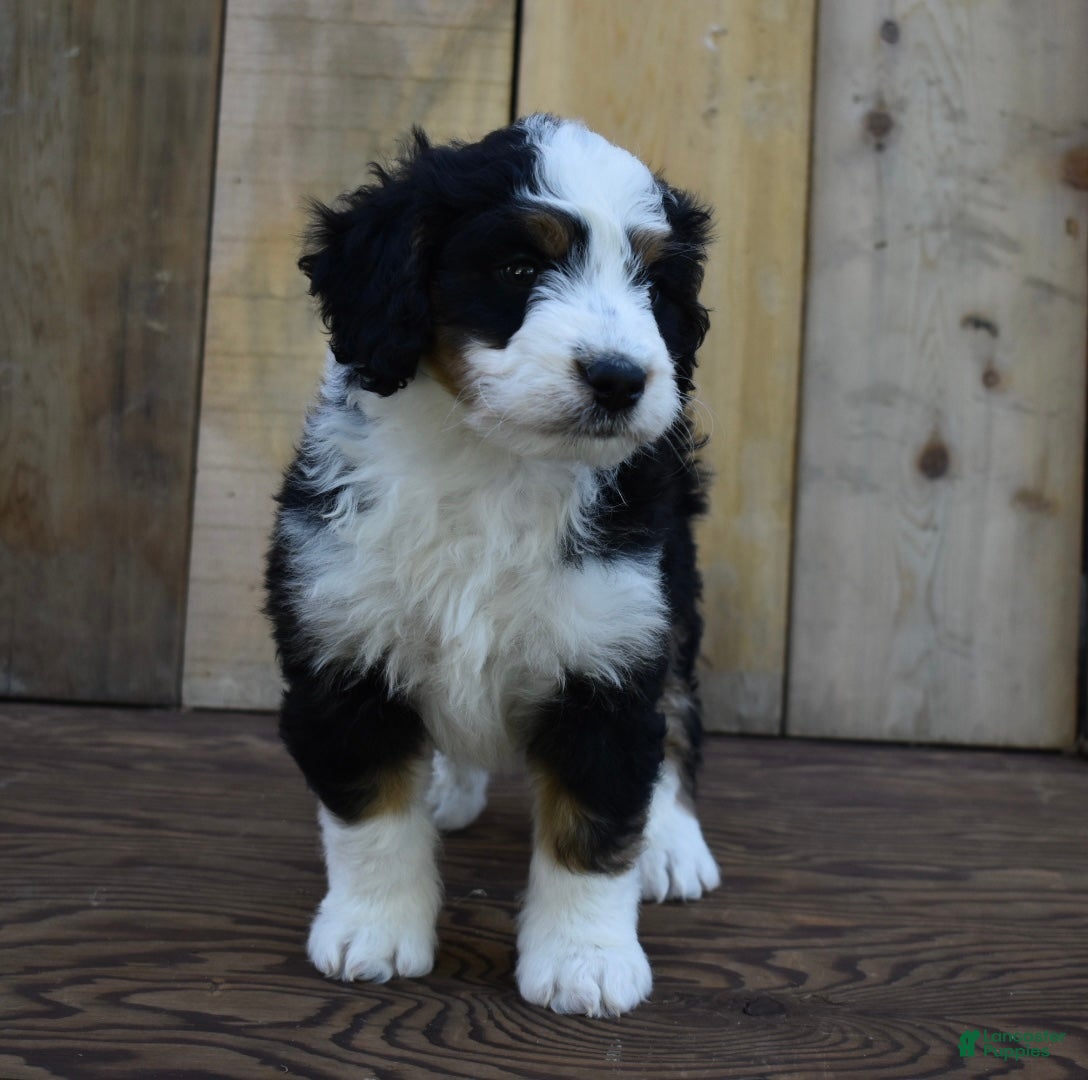 Mini Bernedoodle dogs Rubbles - Ad 35