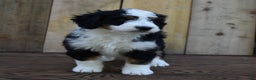 Mini Bernedoodle dogs for sale: Rubbles - Ad 1