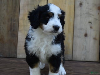 Mini Bernedoodle dogs Rubbles - Ad 42