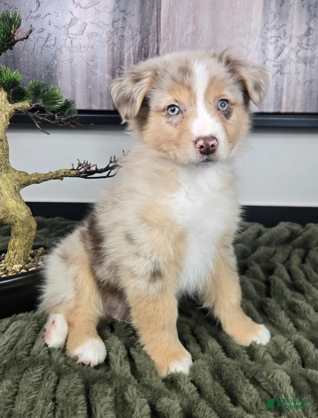 Miniature Australian Shepherd dogs for sale: Scooter  - Ad 16
