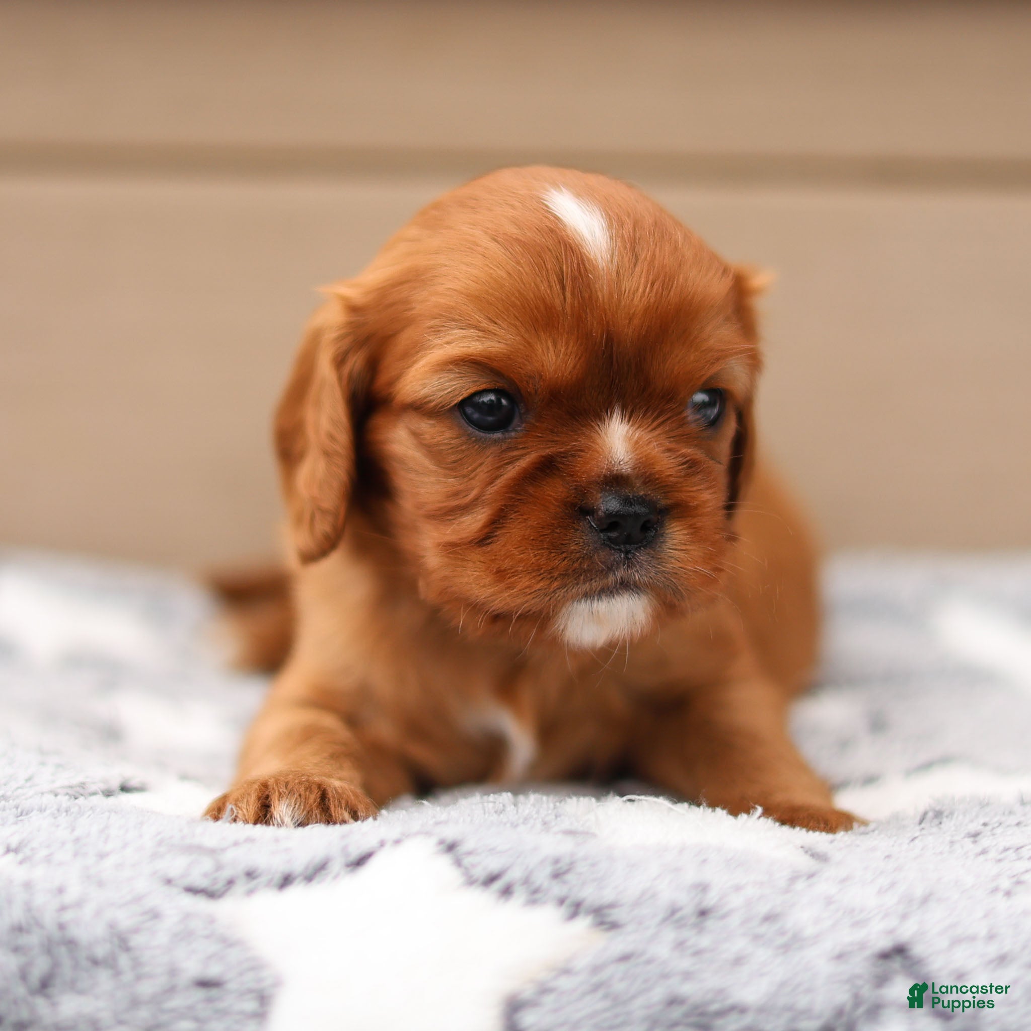 Cavalier King Charles Spaniel dogs Dallas Cavalier King Charles Spaniel  - Ad 2