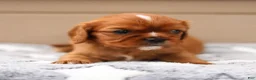 Cavalier King Charles Spaniel dogs for sale: Dallas Cavalier King Charles Spaniel  - Ad 4