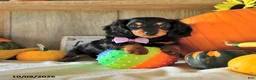 Dachshund dogs for sale: Jenny - Ad 3