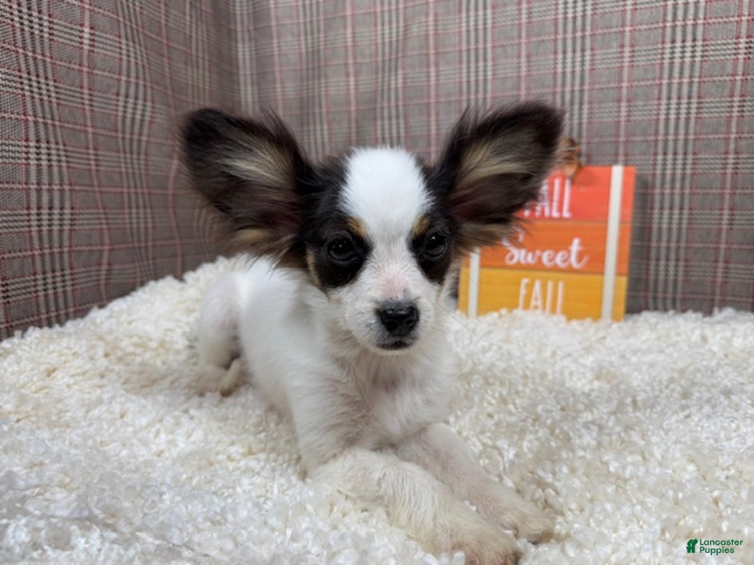 Papillon dogs for sale: Papillon Puppy 3 - Ad 3