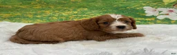 Cavapoo dogs for sale: Bently  - Ad 5