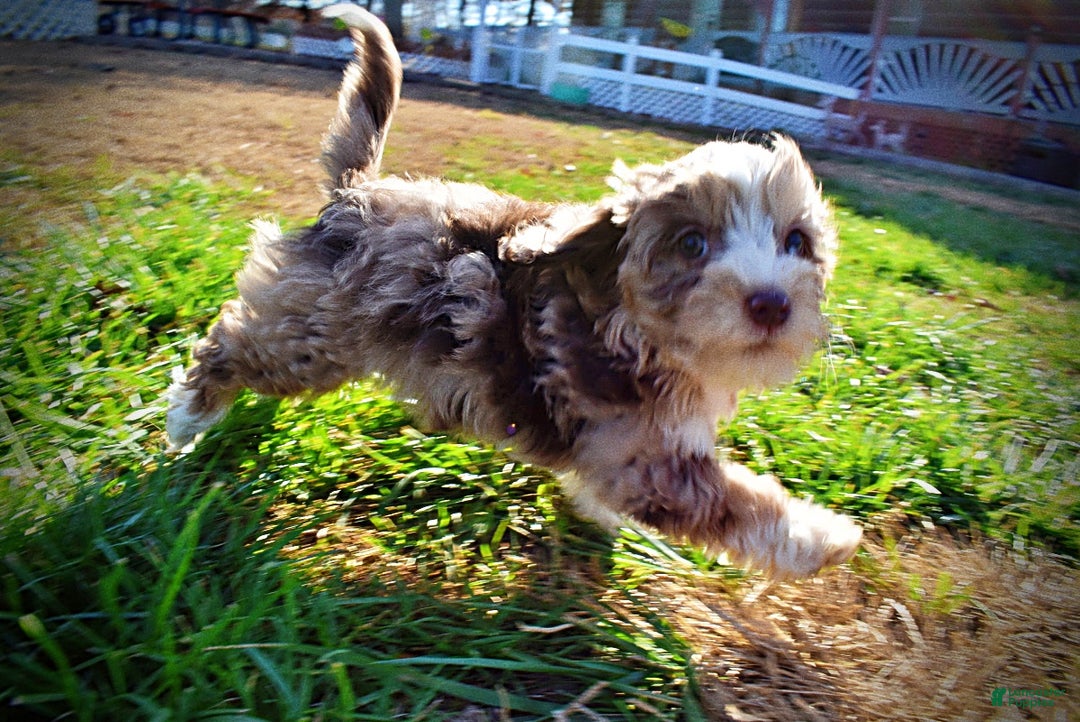 Havapoo dogs for sale: Oakley - Ad 11