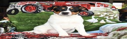 Jack Russell Terrier dogs for sale: Mrs Claus - Ad 1