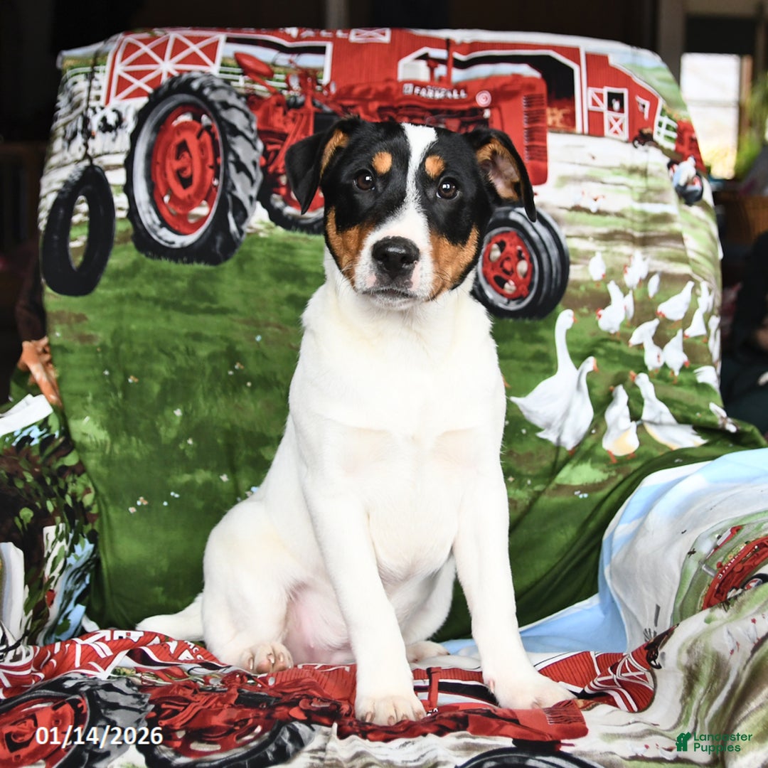 Jack Russell Terrier dogs for sale: Mrs Claus - Ad 1