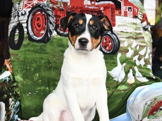 Jack Russell Terrier dogs Mrs Claus - Ad 17