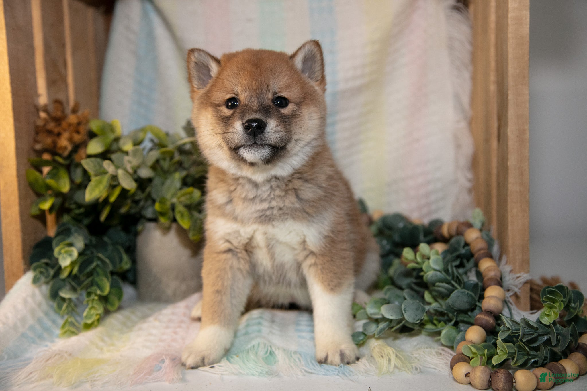 Shiba Inu dogs Faith - Ad 2