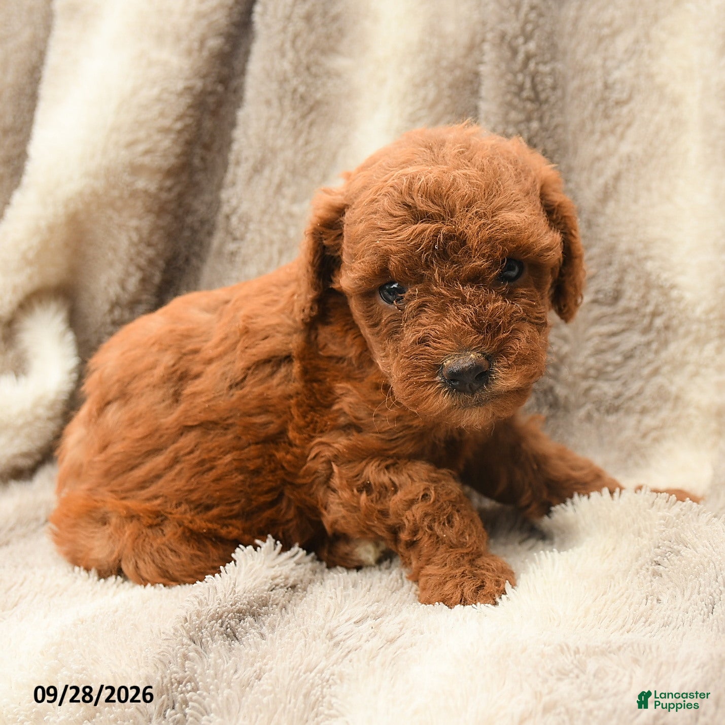 Miniature Poodle dogs for sale: Millie - Ad 1