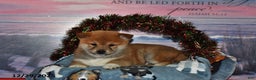 Shiba Inu dogs for sale: Skipper - Ad 1