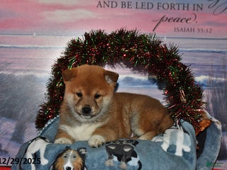 Shiba Inu dogs Skipper - Ad 26