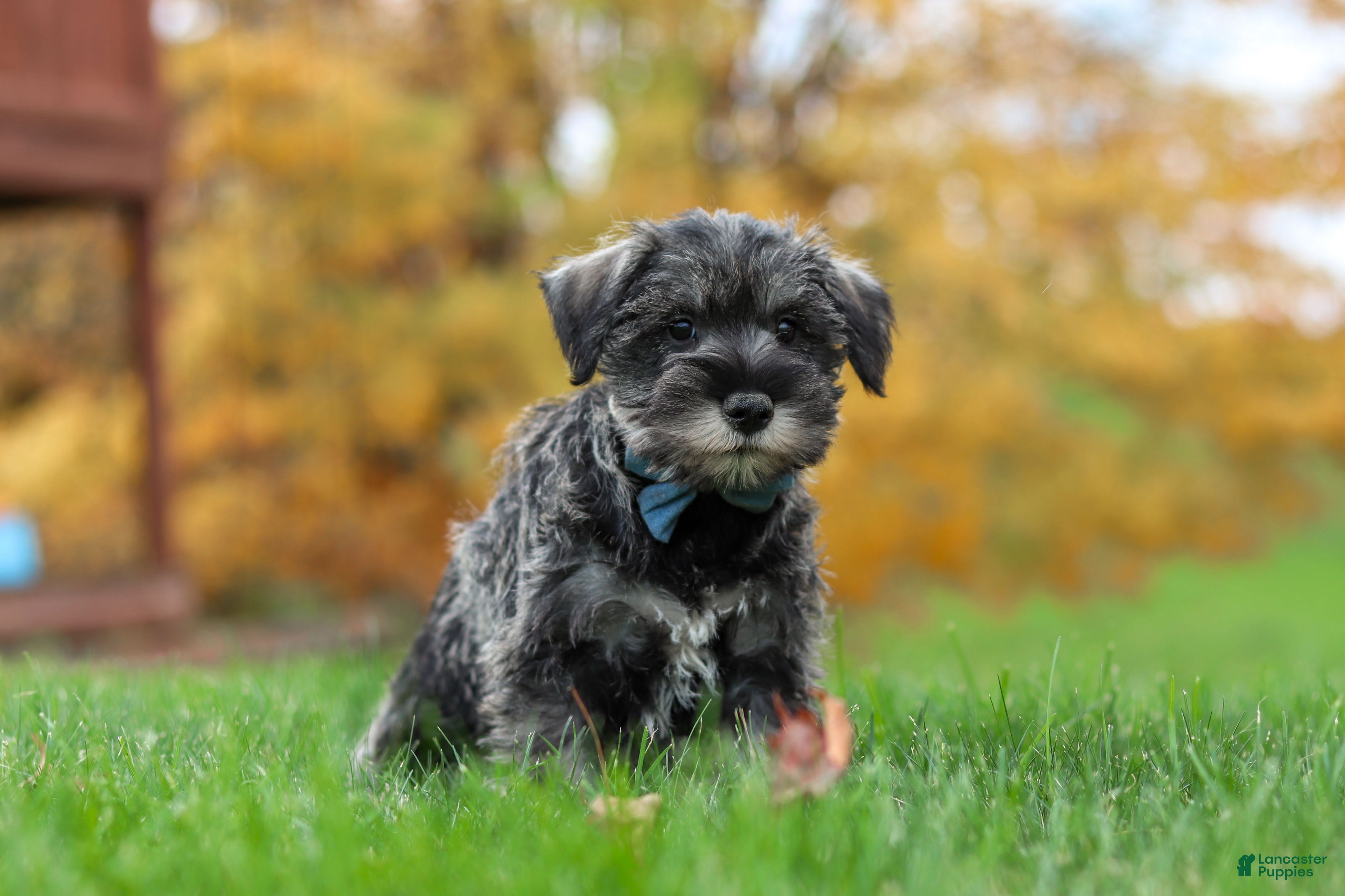 Miniature Schnauzer dogs Leo - Ad 2