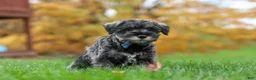 Miniature Schnauzer dogs for sale: Leo - Ad 2