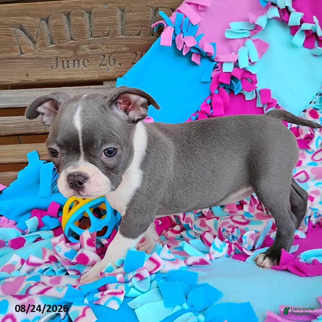 Boston Terrier dogs for sale: Razzle - Ad 6