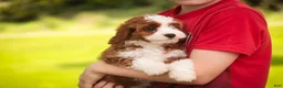 Cavapoo dogs for sale: Bella Cavapoo  - Ad 5