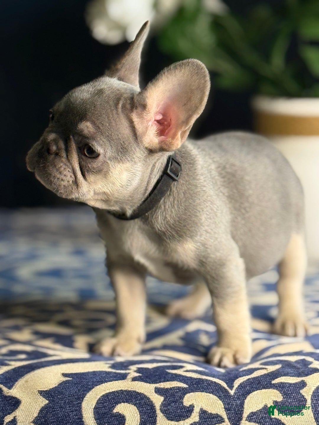 French Bulldog dogs for sale: Nipster - Ad 2