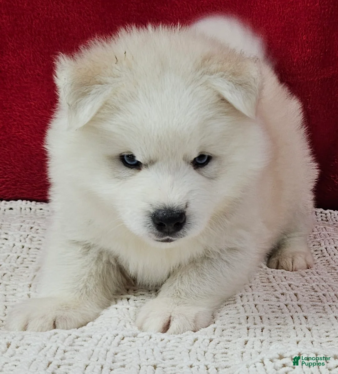 Pomsky dogs for sale: Shiloh - Ad 2