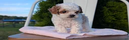 Cavapoo dogs for sale: Simba - Ad 7