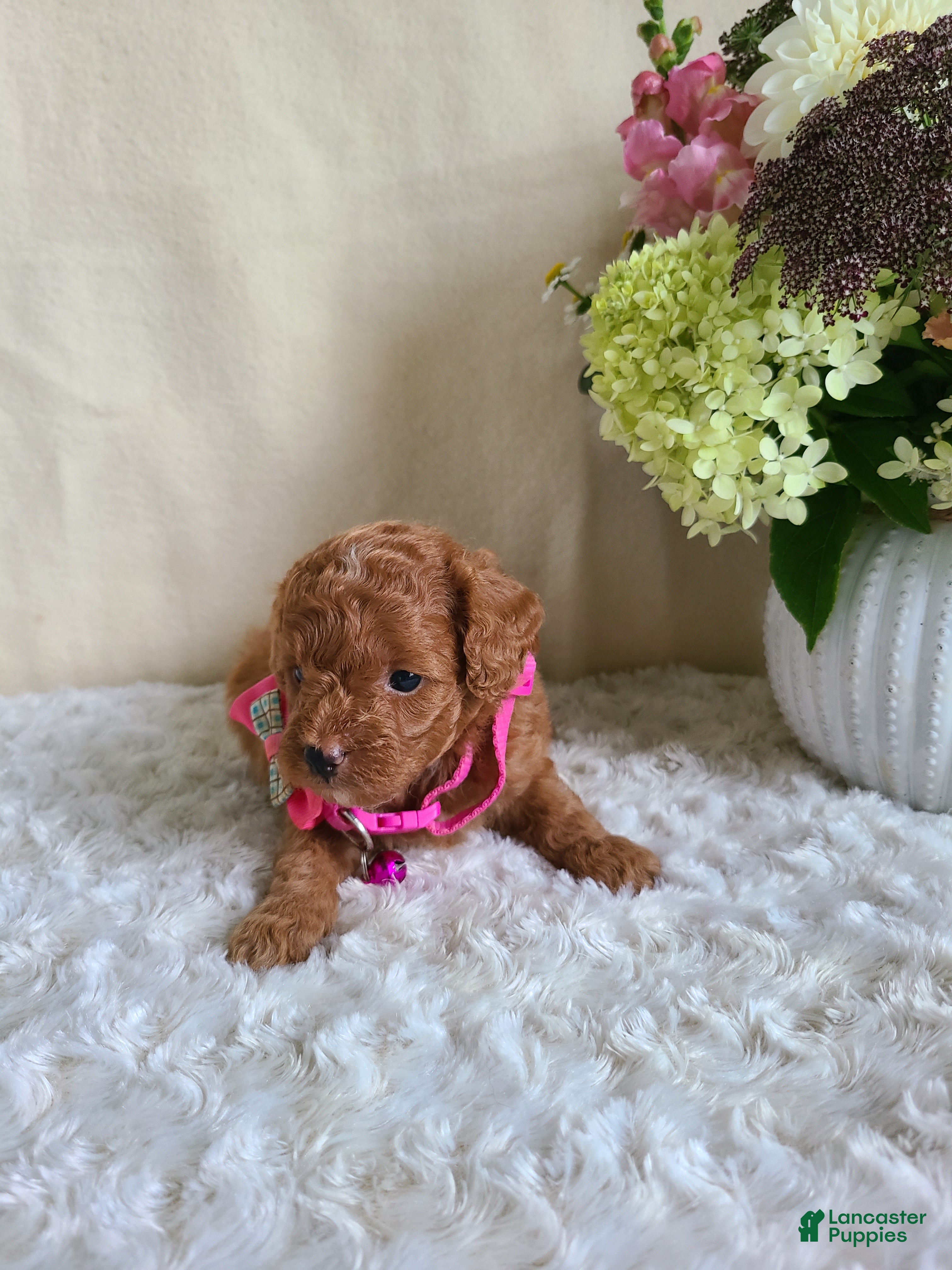 Mini Goldendoodle dogs Ingrid - Ad 2