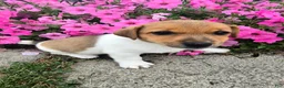 Jack Russell Terrier dogs for sale: Sparky - Ad 1