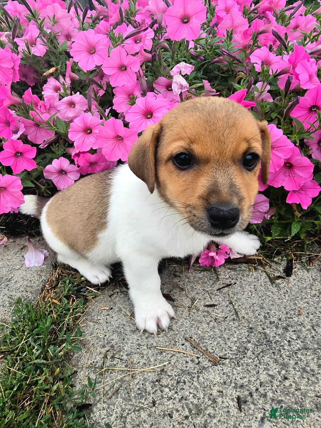 Jack Russell Terrier dogs for sale: Sparky - Ad 1