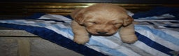 Golden Retriever dogs for sale: Charger - Ad 5