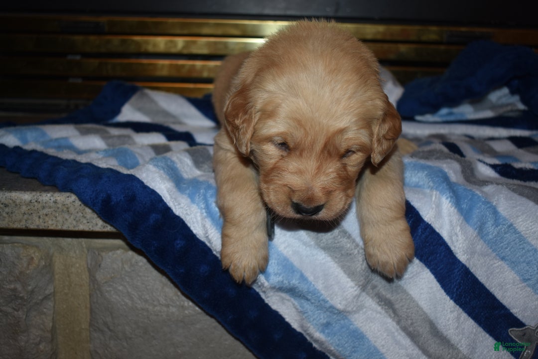 Golden Retriever dogs for sale: Charger - Ad 5
