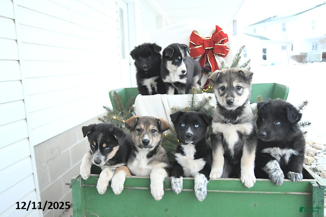 Mixed Breed dogs for sale: Jasper - Ad 2