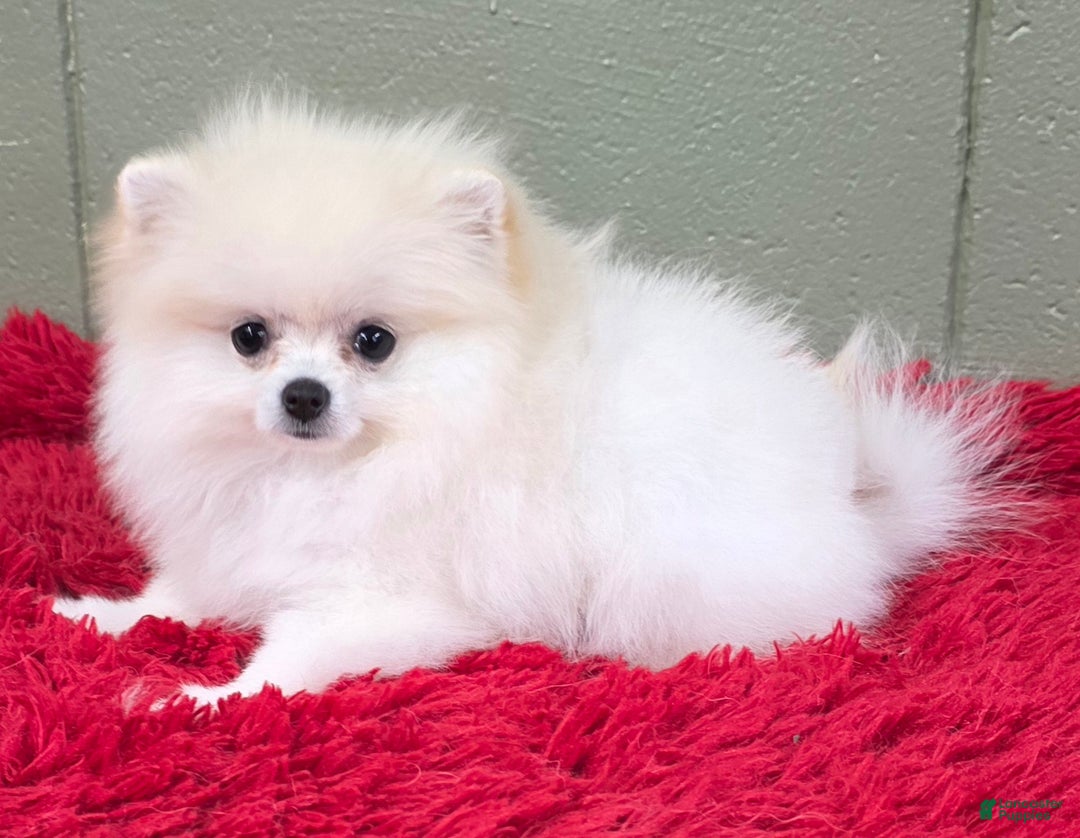 Pomeranian dogs for sale: Pomeranian Puppy 1 - Ad 6