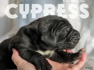 Great Dane dogs for sale: Cypress - Ad 2