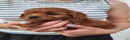 Cavapoo dogs for sale: Kallie - Ad 4