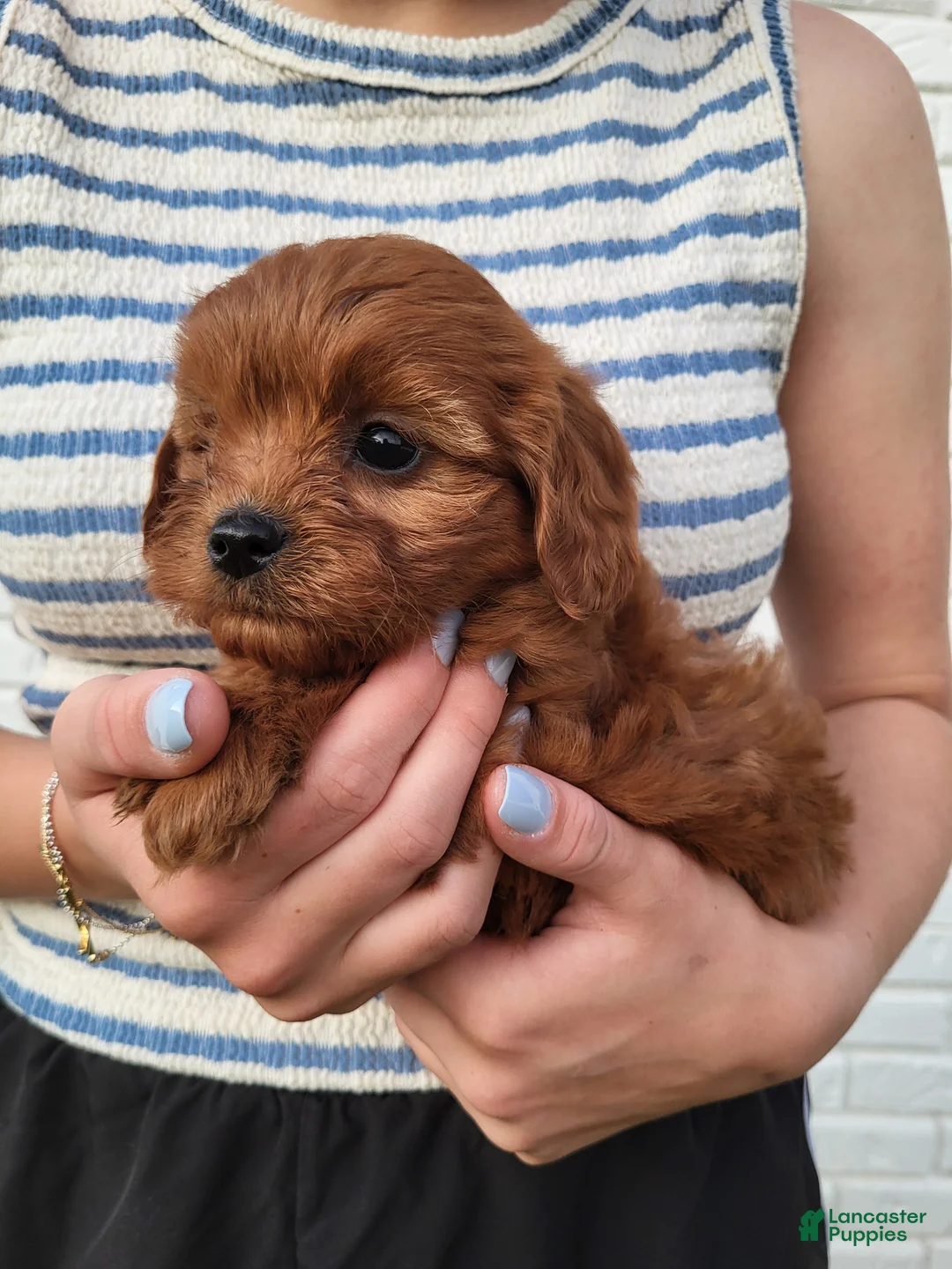 Cavapoo dogs for sale: Kallie - Ad 4