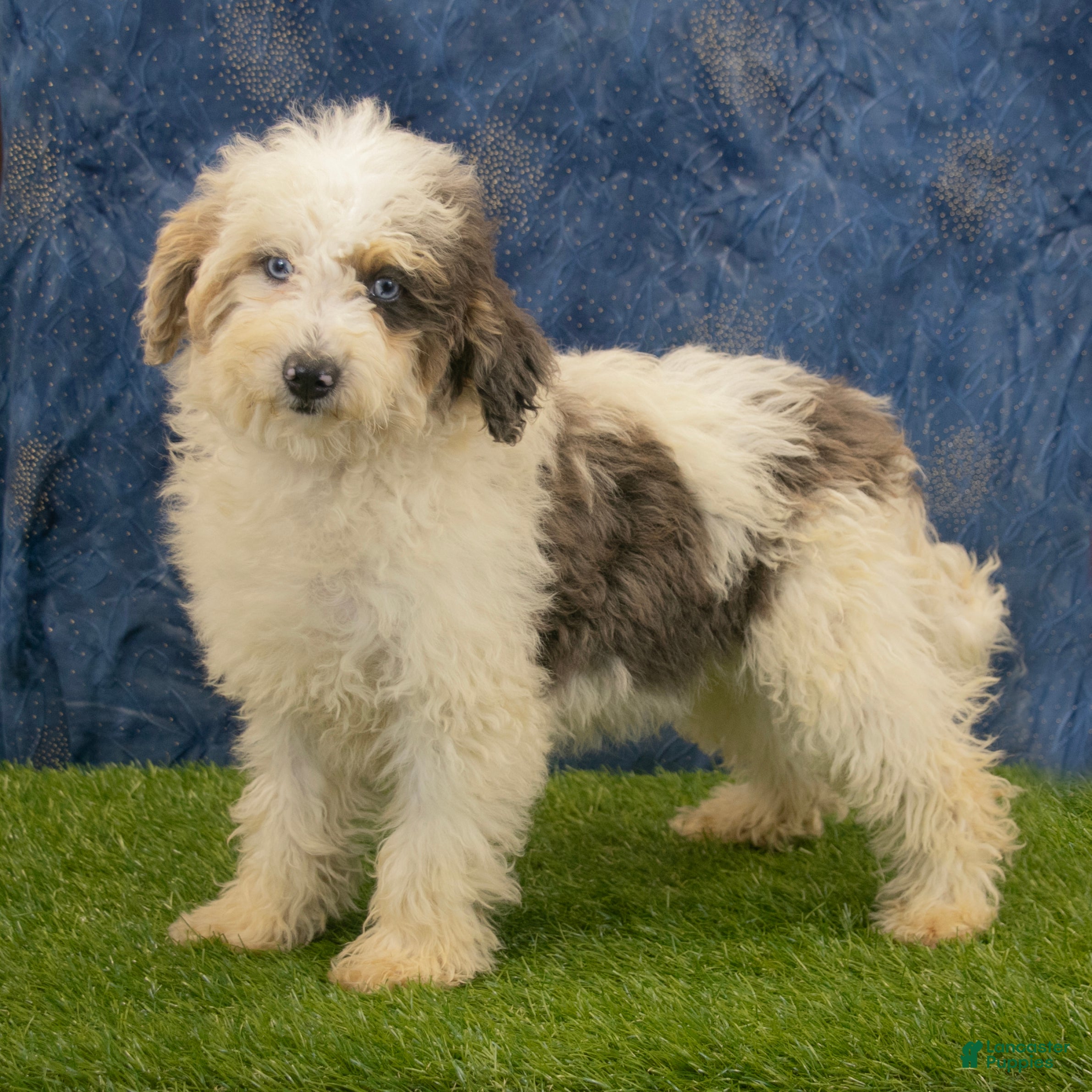 Miniature Poodle dogs Alex - Ad 2