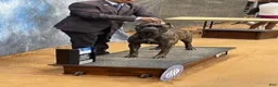 Cane Corso dogs for sale: Baloo  - Ad 2