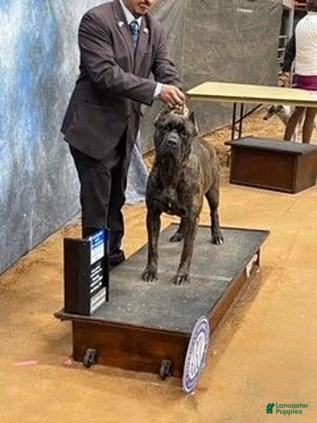 Cane Corso dogs for sale: Baloo  - Ad 2