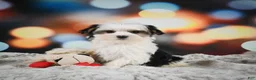 Morkie dogs for sale: Millie - Ad 4
