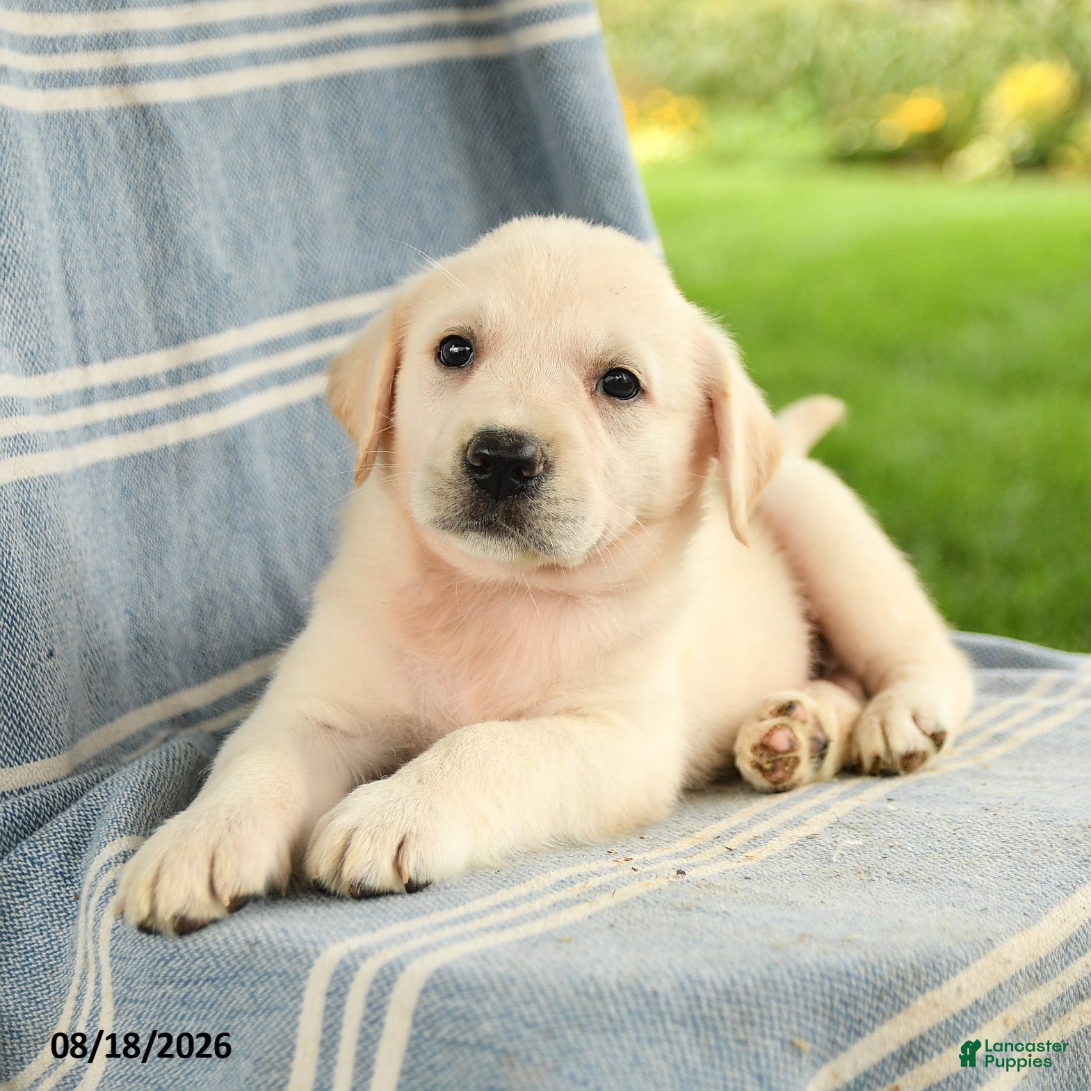 Mixed Breed dogs Claire - Ad 1