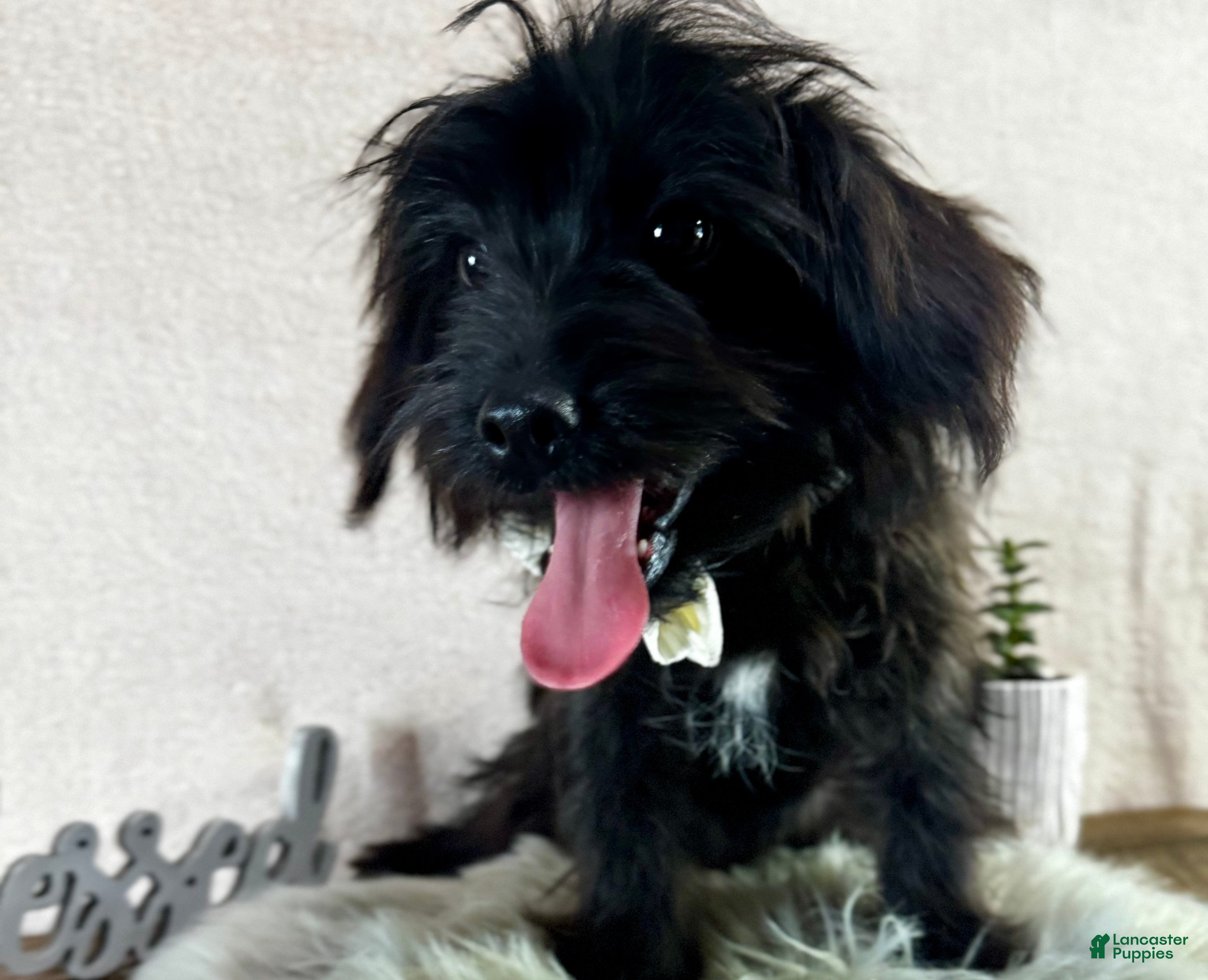 Yorkiepoo dogs Bennett - Ad 36